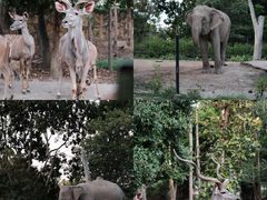 -清迈夜间动物园