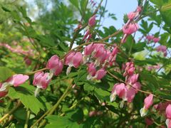 -黑龙江省森林植物园