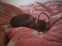 -汪喵宠物医院·骨科心脏影像·犬猫急重症ICU诊疗中心(成华分院)