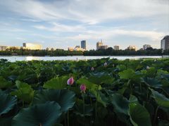-莲花池公园