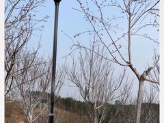 -绵阳盛世樱花悠乐谷