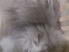 -谐和贝康宠物医院24小时·宠保定点(急重症转诊中心)