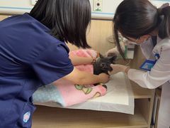 -北京观赏动物医院·24小时大型综合·猫专科·异宠专科