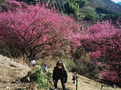 -新建村梅花