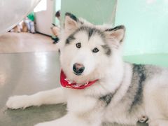 -Husky Go! 哈士奇体验馆·宠物咖啡厅狗咖