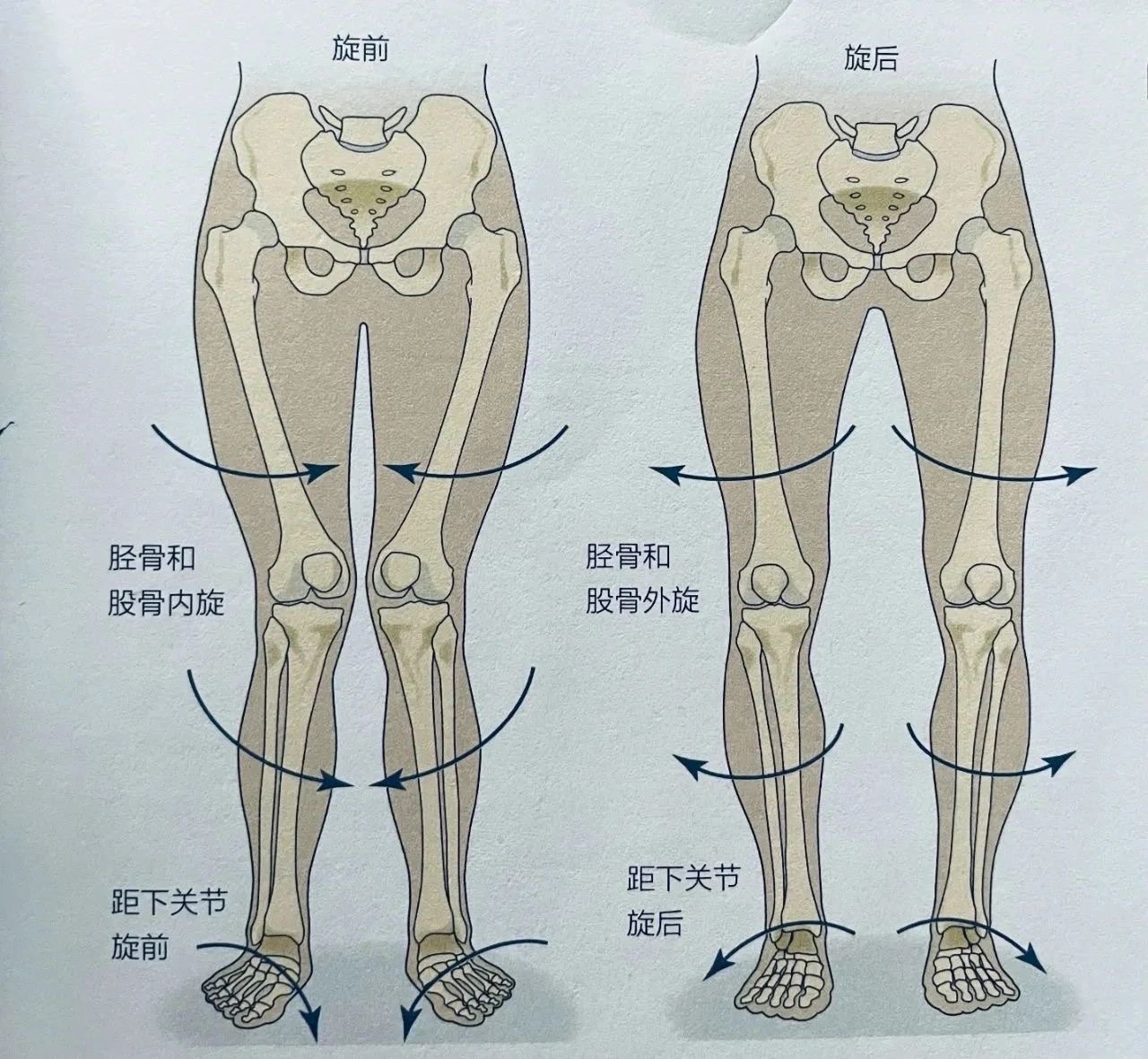 腿部外旋动作图片