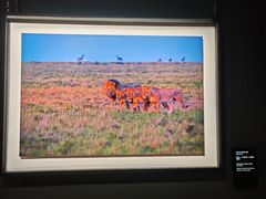 -罗红摄影艺术馆