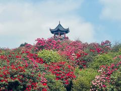 -贵州百里杜鹃风景名胜区