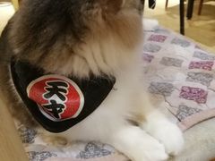 -万小咖.猫咖(中山路天虹店)