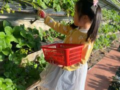 -大自然农场蔬菜草莓采摘园