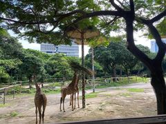 -深圳野生动物园