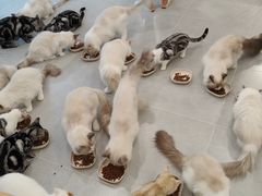 -有喵·猫咖·狗咖·30几只猫10只小狗(岗厦店)