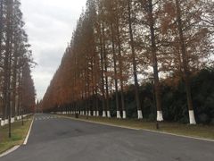 -黄海国家森林公园