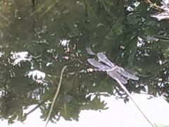 -碓臼峪自然风景区