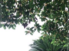 -桂湖森林公园