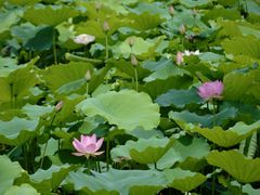 -荔湾湖公园