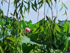 -金鸡湖桃花岛