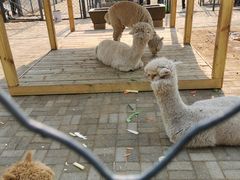 -长白岛森林公园