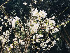 -武汉大学-樱园