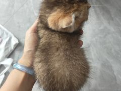 -宠爱国际动物医院·消化内科·心肾内科·ISFM猫友好(望京店)