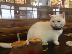 -蓝鲸·缅因猫舍