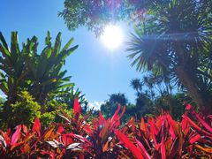-中国科学院西双版纳热带植物园