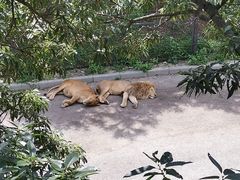 -大连森林动物园