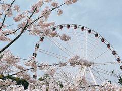 -顾村公园