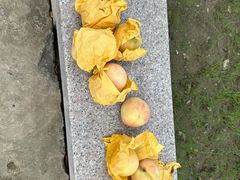 -南汇新场正宗水蜜桃采摘