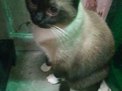 -猫咪博物馆(顶澳仔猫街店)