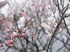 -苏州上方山国家森林公园