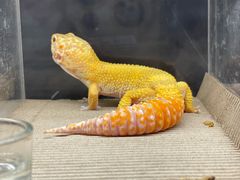 -酷以爬仙阁实体爬宠店·守宫·蜥蜴·专业繁育