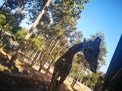 -清迈夜间动物园