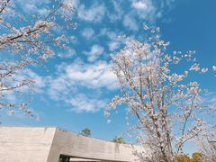 -顾村公园