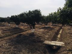 -呼吸森林·生态农庄农家乐私房菜