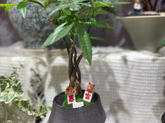-伊藤洋华堂(温江店)