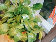 -鸽子窝(宋庄店)