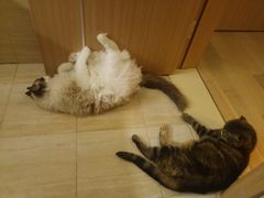 -PETKIT 小佩宠物·低压洗护·美容·寄养(安远店)