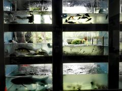 景观位-全乐鱼馆·淳牌有机鱼直营店