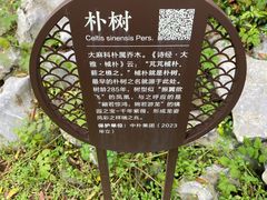 -朴园