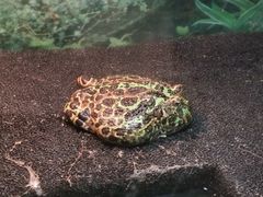 -上海大自然野生昆虫馆(东方明珠·爬宠昆虫探索中心)