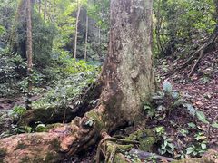 -西双版纳原始森林公园