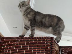 -乐琪宠物医院·犬猫专科·骨外科·急重症