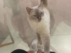 -Heymao猫咖.咖啡厅(东门店)