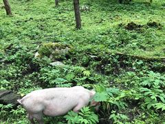 -硗碛藏寨·神木垒景区