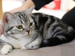 -猫和宫(六道口店)