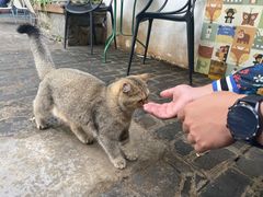 -喵屿·大理花园猫咖