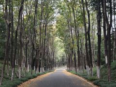 -宜兴龙背山森林公园