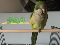 -明明手养鹦鹉(堤角花鸟宠物大世界店)