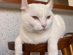 -有猫主题·治愈系猫咖(曾厝垵店)